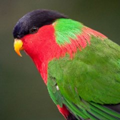 Pets Animals