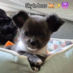 Sky Le Chihuahua