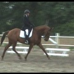 etalons-dressage