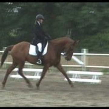 etalons-dressage