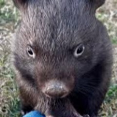 FlickWombat