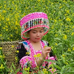Hoang Thim