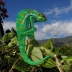 mas