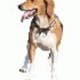 beagle7