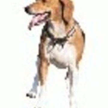 beagle7