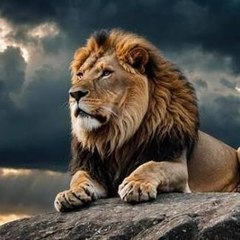 WildAnimalsForyou