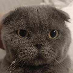 Fluffy Gato 🐱