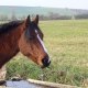 stefnewin