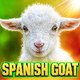 Spanish Goat.Magazine