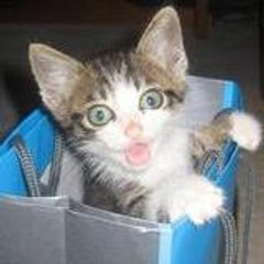 chewycat