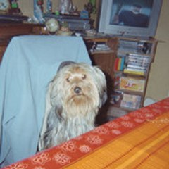 polluxounet