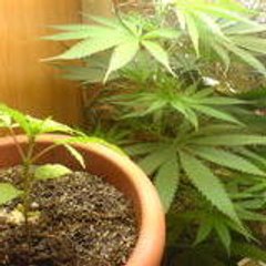 lascars31