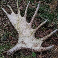 eu.wildlife