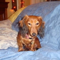 Anniebambou