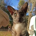 Leia - Chat Oriental