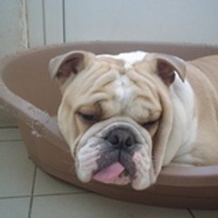 leone