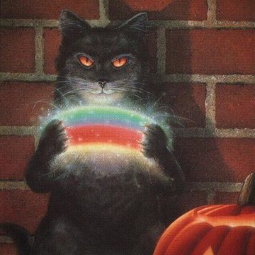 FunnyCatMoments
