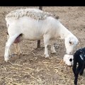 AUFarmlife