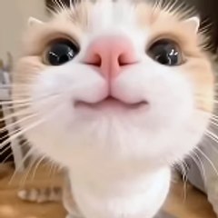 Pets and animal lovers