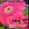 Loide Daily.Peace.Flower