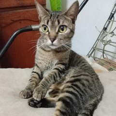Gaiteiro na surdina