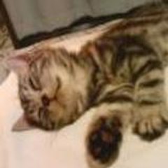 animaltube