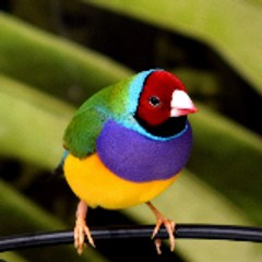 weirdanimalsounds