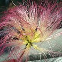 paticho