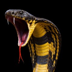 Cobra X