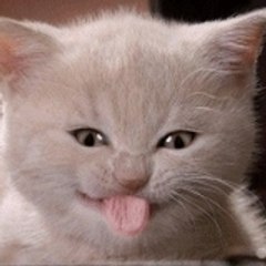 Patoche