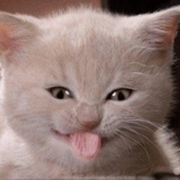 Patoche