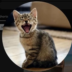 Vida de Gato Zoeira