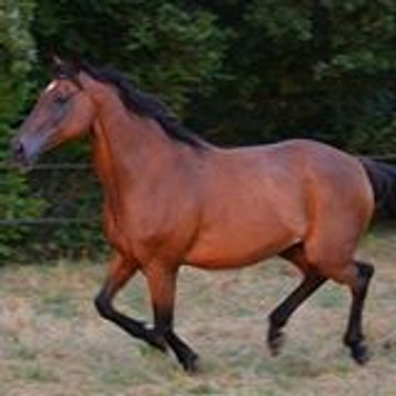 marjodu84