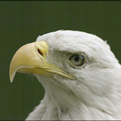 roidz38