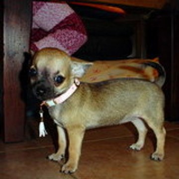 xhenceval muriel