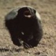ratel07
