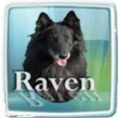 raven91