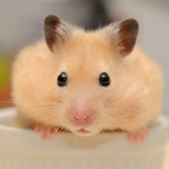 Hamster Englishsub