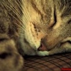 Catfire71