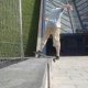skateralex