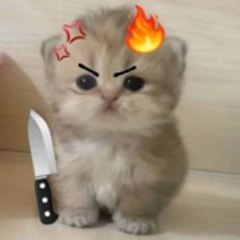 Miau Miau Cortos