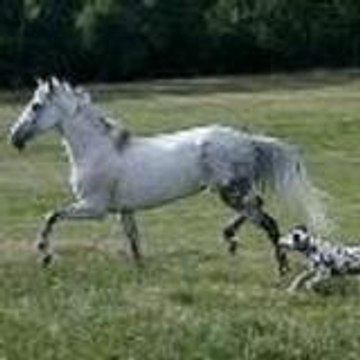 plinguet
