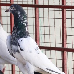 Pigeon health