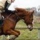 mon-amour-de-cheval
