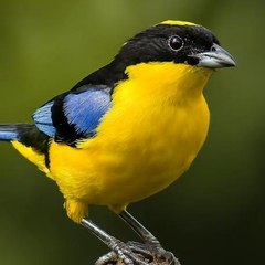 🐦 bird