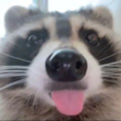 bandit