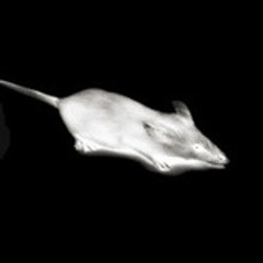 la souris du la-bo