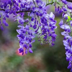 Wisteria Scheme