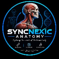 Syncnexic Anatomy