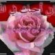 saidhani